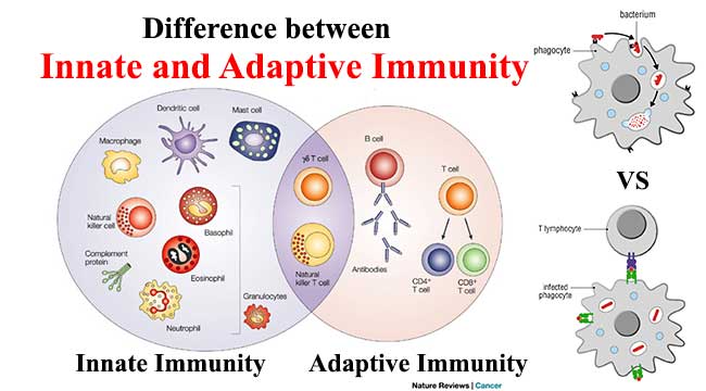 PEMF & IMMUNE SYSTEM MODULAR